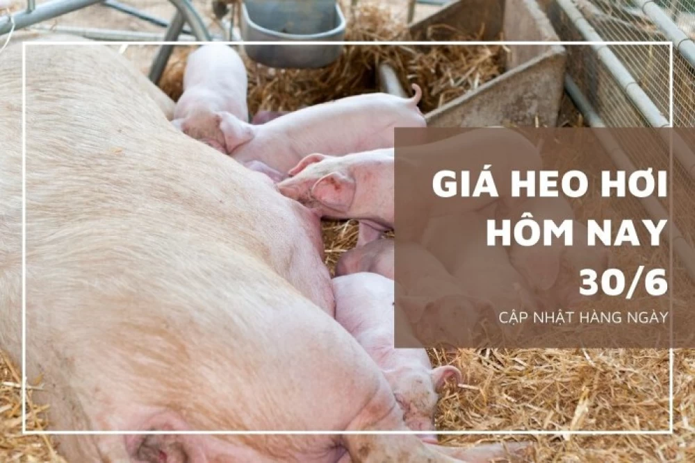 Giá heo hơi hôm nay 30/6: Tăng nhẹ 1.000 đồng/kg