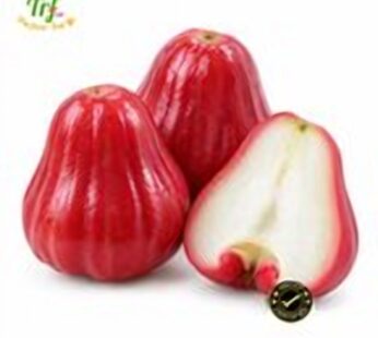 Roi đỏ An Phước – giá theo kg