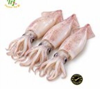 Mực ghim loại A (9–12) – túi 1kg